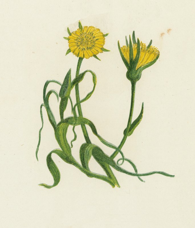 黄色山羊胡子，Tragopogon Pratensis 作者 英语学校