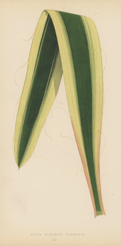 丝兰Aloifolia Variegata 作者 英语学校