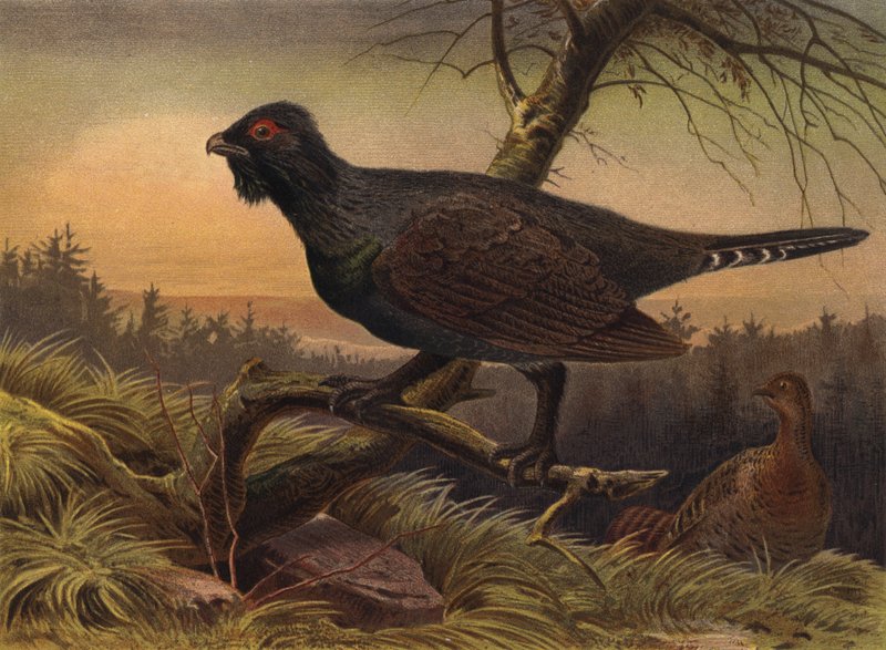 Auerhuhn 作者 欧洲学校