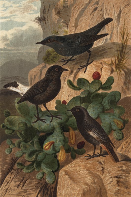 Blaumerle，哀悼和Hausrothschwanz 作者 欧洲学校