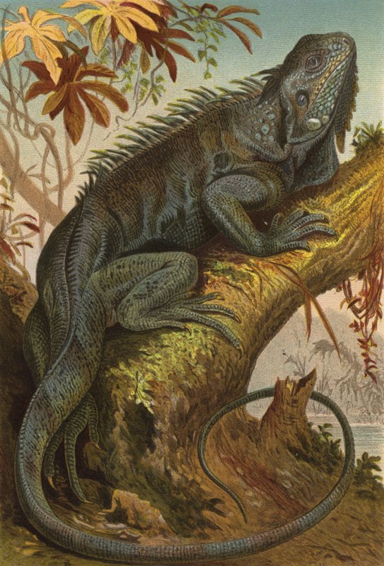 Leguan  作者 欧洲学校