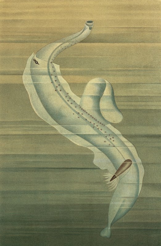 Pterotrachea 作者 欧洲学校