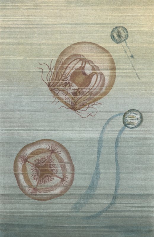 漂浮的水母 作者 欧洲学校