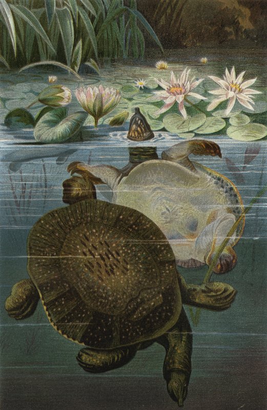 Weichschildkrote 作者 欧洲学校