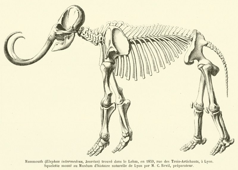 猛犸象（Elephas intermedius，Jourdan）于1859年在Lehm发现，位于里昂的ris des Trois-Artichauts 作者 法语学校