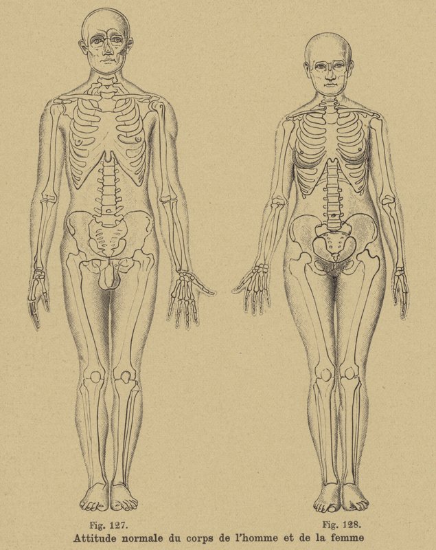 男人和女人身体的正常姿势 作者 德国学校