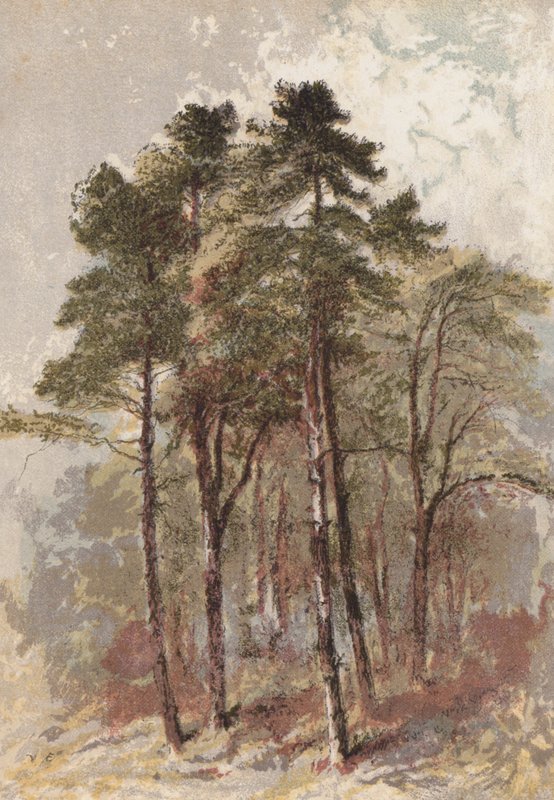 杉树群（chromolitho） 作者 亚伦·埃德温·彭利