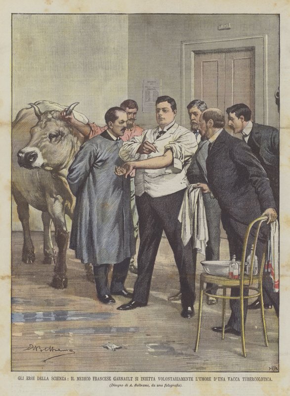 科学英雄，法国医生Garnault自愿注入情绪DUna Tuberculous Cow 作者 阿基里·贝尔特拉姆（Achille Beltrame）