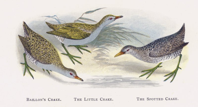 Baillons Crake，The Little Crake，The Spotted Crake 作者 亚历山大·弗朗西斯·莱登