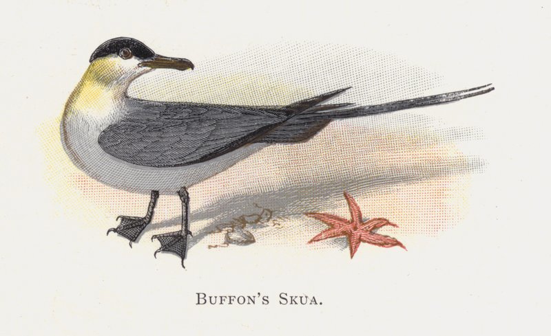 Buffons Skua 作者 亚历山大·弗朗西斯·莱登