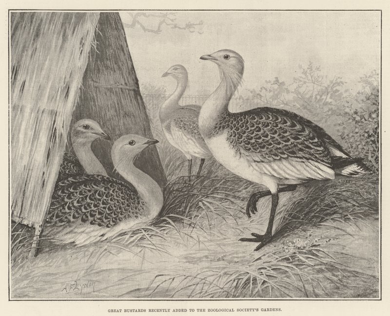 Great Bustards最近加入了Zoological Society&39;s Gardens 作者 亚历山大·弗朗西斯·莱登