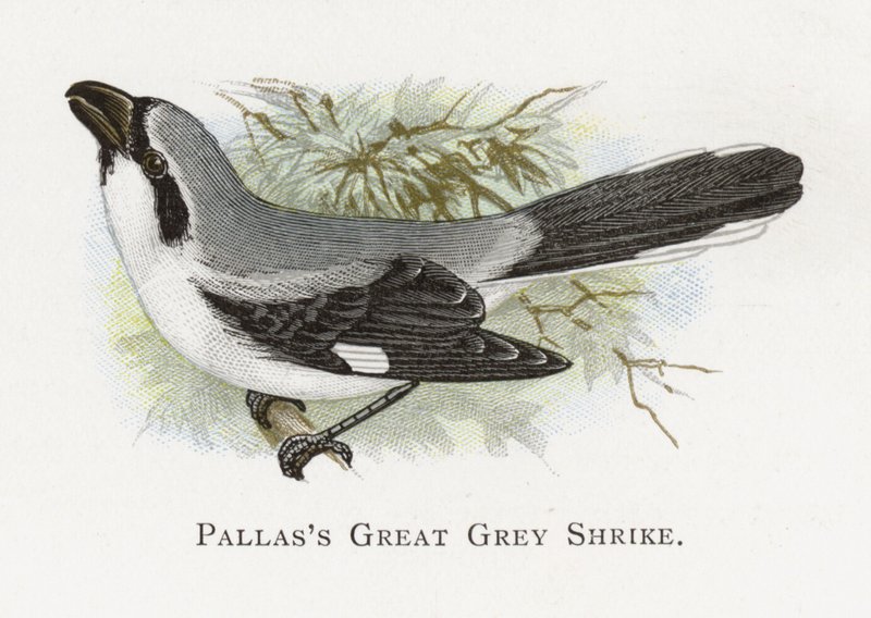 Pallass Great Grey Shrike 作者 亚历山大·弗朗西斯·莱登