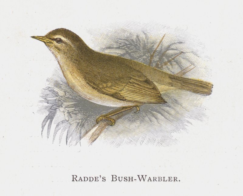 Raddes Bush-Warbler 作者 亚历山大·弗朗西斯·莱登