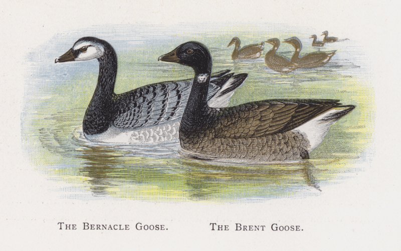 Bernacle Goose，布伦特鹅 作者 亚历山大·弗朗西斯·莱登