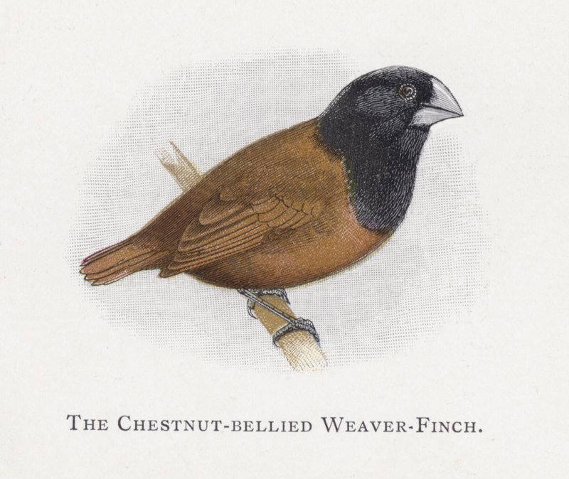 栗色的Weaver-Finch 作者 亚历山大·弗朗西斯·莱登