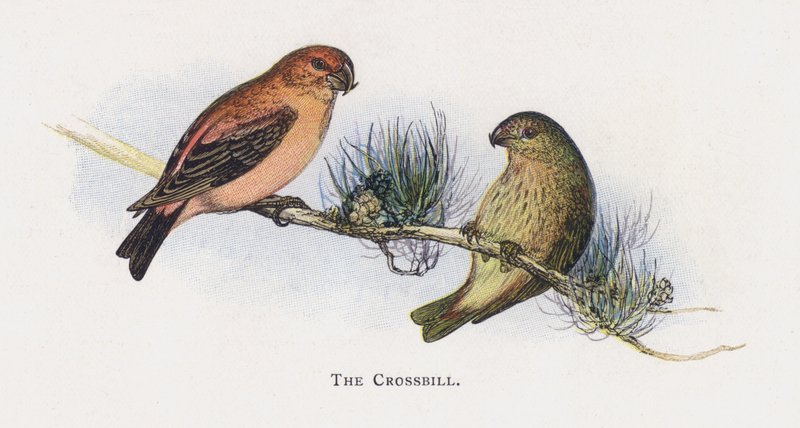 Crossbill 作者 亚历山大·弗朗西斯·莱登
