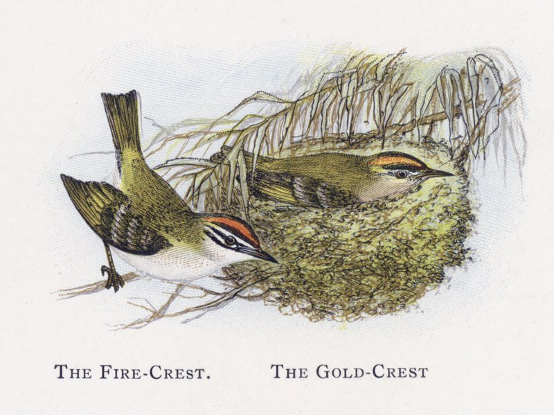 Fire-Crest，Gold-Crest 作者 亚历山大·弗朗西斯·莱登