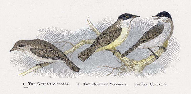 Garden-Warbler，Orphean Warbler，The Blackcap 作者 亚历山大·弗朗西斯·莱登