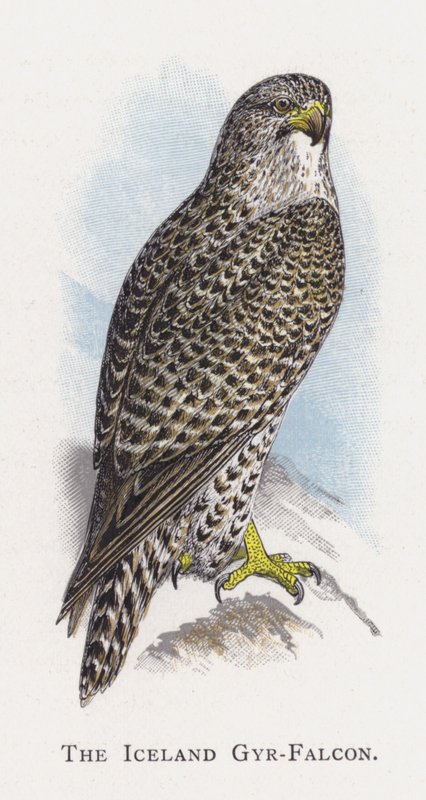 冰岛Gyr-Falcon 作者 亚历山大·弗朗西斯·莱登