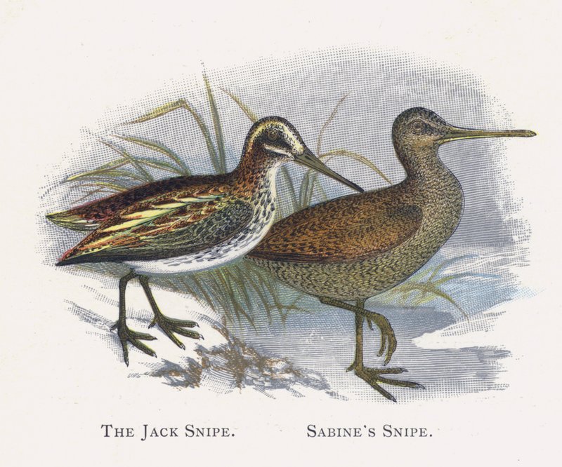 Jack Snipe，Sabines Snipe 作者 亚历山大·弗朗西斯·莱登