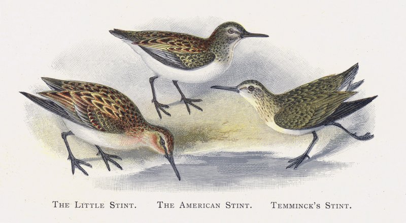 Little Stint，The American Stint，Temmincks Stint 作者 亚历山大·弗朗西斯·莱登