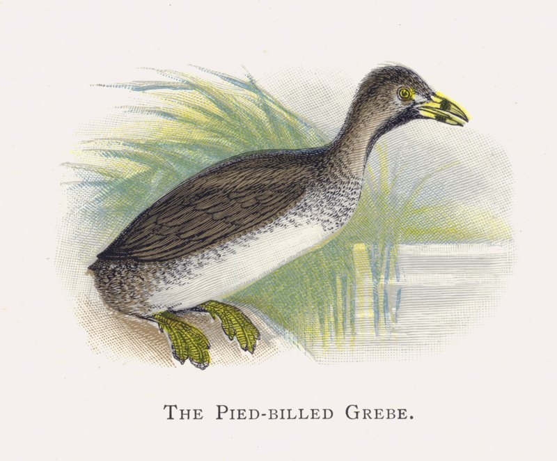 Pied-billed Grebe 作者 亚历山大·弗朗西斯·莱登