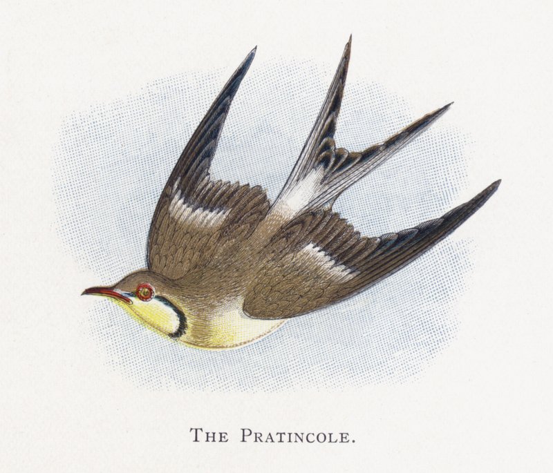 Pratincole 作者 亚历山大·弗朗西斯·莱登