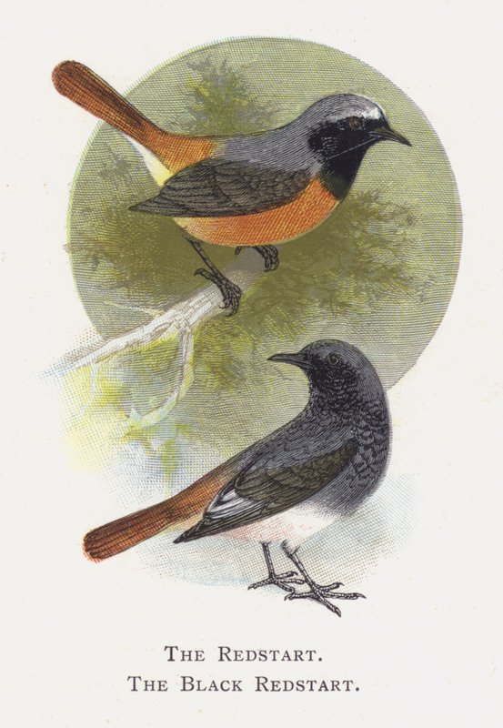 Redstart，The Black Redstart 作者 亚历山大·弗朗西斯·莱登