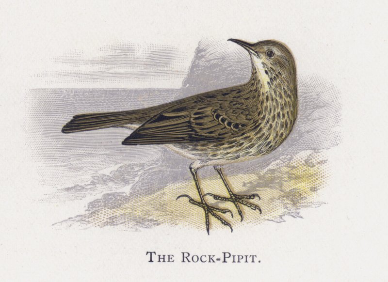 Rock-Pipit 作者 亚历山大·弗朗西斯·莱登