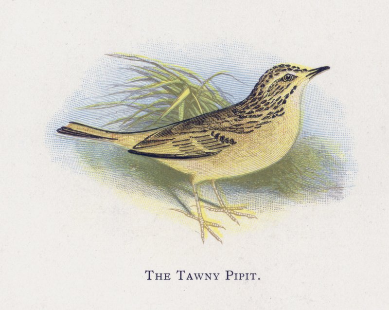 Tawny Pipit 作者 亚历山大·弗朗西斯·莱登