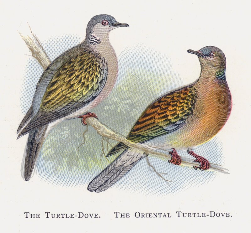Turtle-Dove，东方海龟 - 鸽子 作者 亚历山大·弗朗西斯·莱登