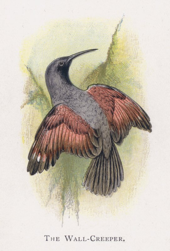 Wall-Creeper 作者 亚历山大·弗朗西斯·莱登