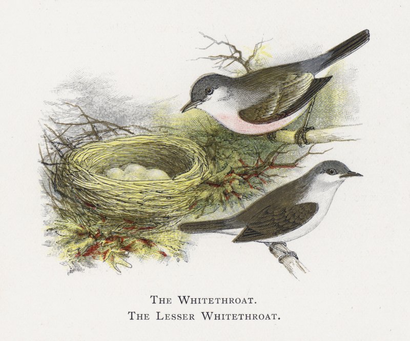 Whitethroat，小白喉 作者 亚历山大·弗朗西斯·莱登