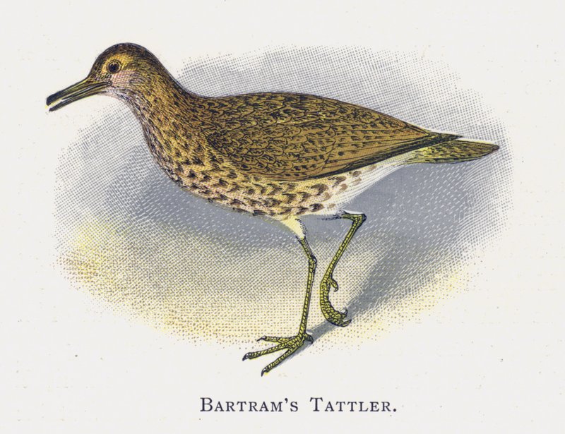 Batrams Tattler 作者 亚历山大·弗朗西斯·莱登
