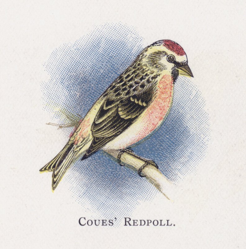 Coues Redpoll 作者 亚历山大·弗朗西斯·莱登