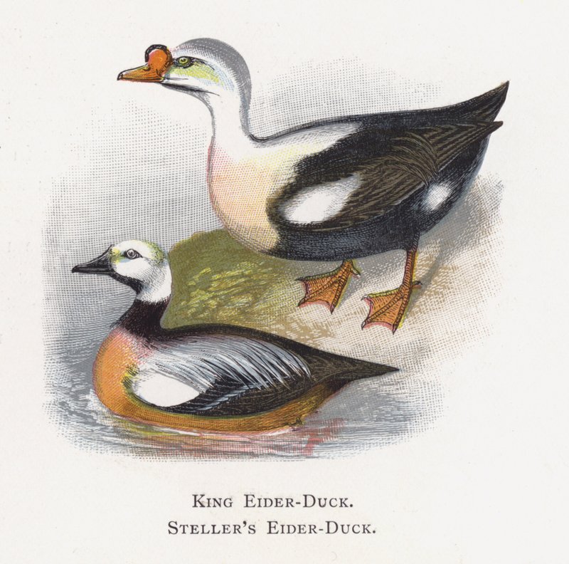 King Eider-Duck，Steller的鸭绒鸭 作者 亚历山大·弗朗西斯·莱登