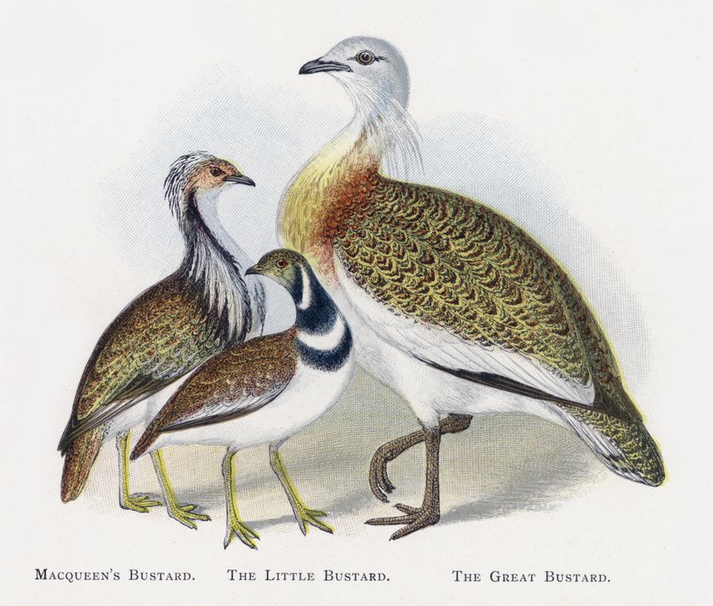 Macqueens Bustard，The Little Bustard，The Great Bustard 作者 亚历山大·弗朗西斯·莱登