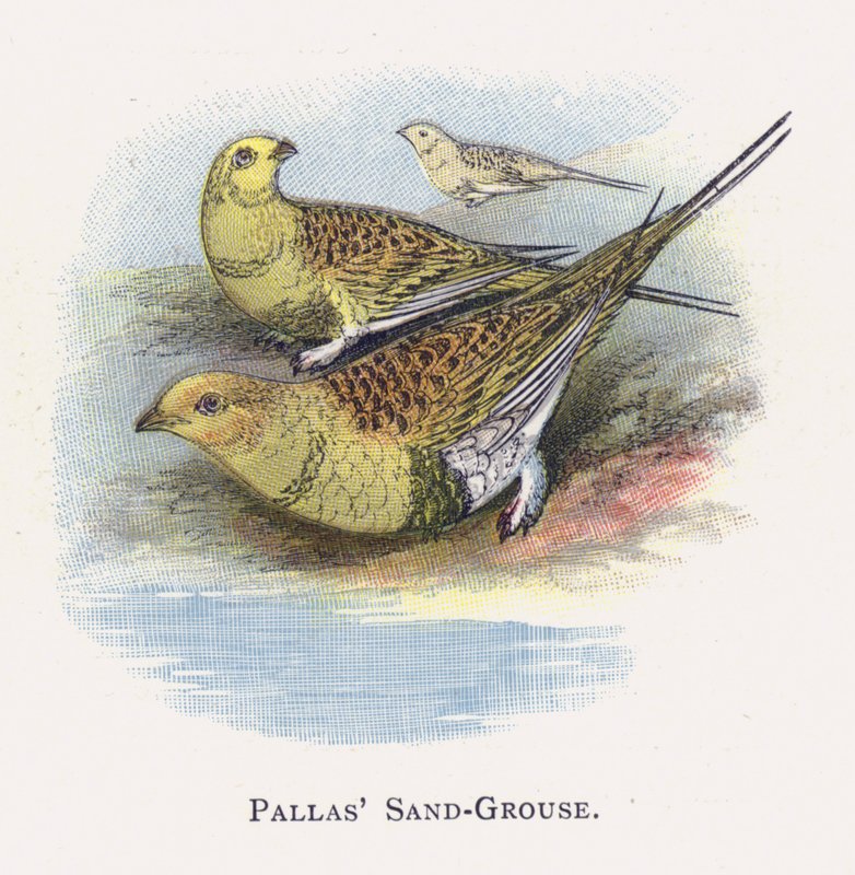 Pallas Sand-Grouse 作者 亚历山大·弗朗西斯·莱登