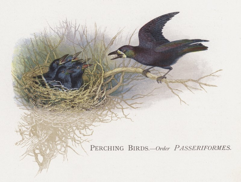 栖息鸟类，订购Passeriformes 作者 亚历山大·弗朗西斯·莱登