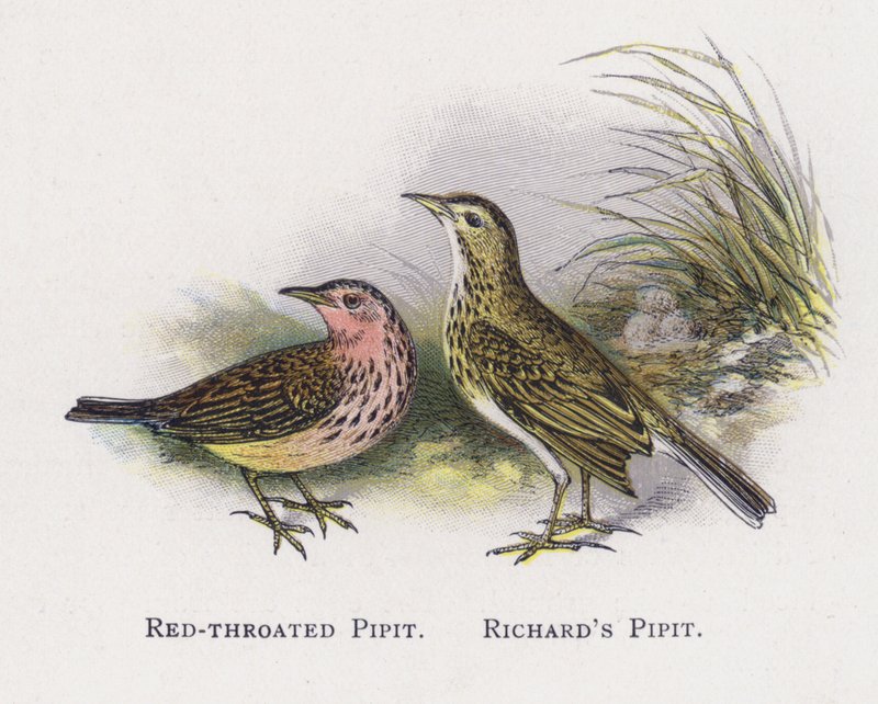 Red-throated Pipit，Richards Pipit 作者 亚历山大·弗朗西斯·莱登