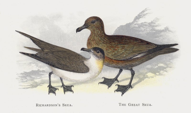 Richardsons Skua，The Great Skua 作者 亚历山大·弗朗西斯·莱登