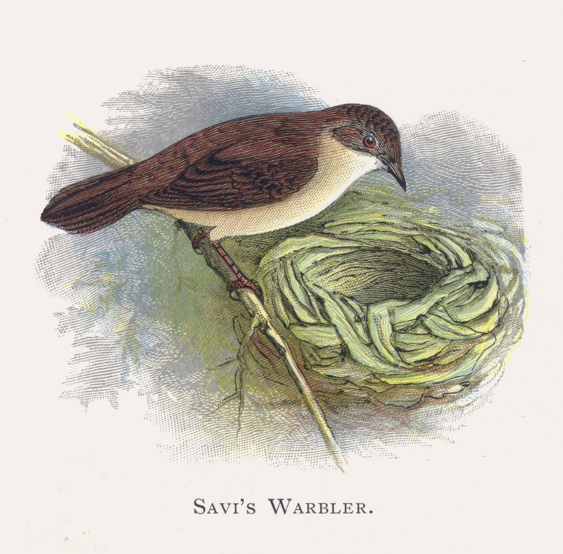 Savis Warbler 作者 亚历山大·弗朗西斯·莱登