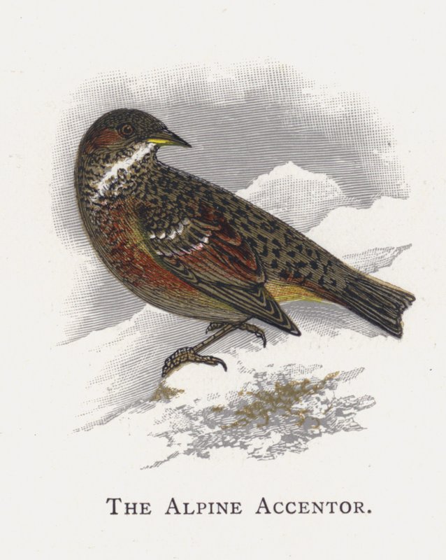 阿尔卑斯山的Accentor 作者 亚历山大·弗朗西斯·莱登