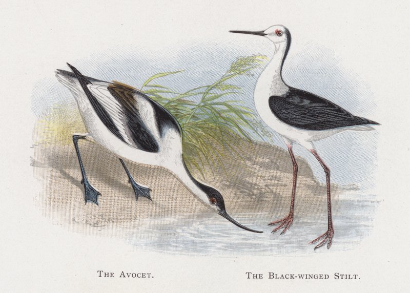 Avocet，黑翅长脚鹬 作者 亚历山大·弗朗西斯·莱登