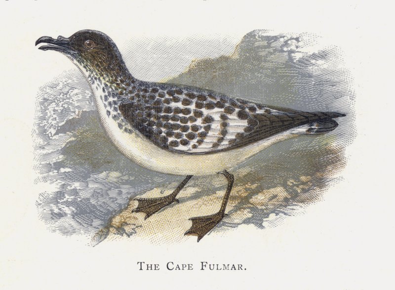 Cape Fulmar 作者 亚历山大·弗朗西斯·莱登
