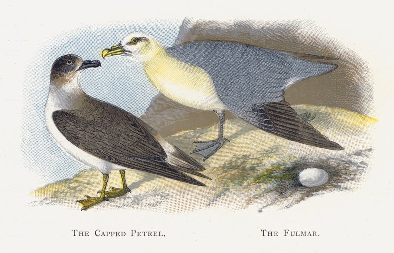 The Capped Petrel，The Fulmar 作者 亚历山大·弗朗西斯·莱登
