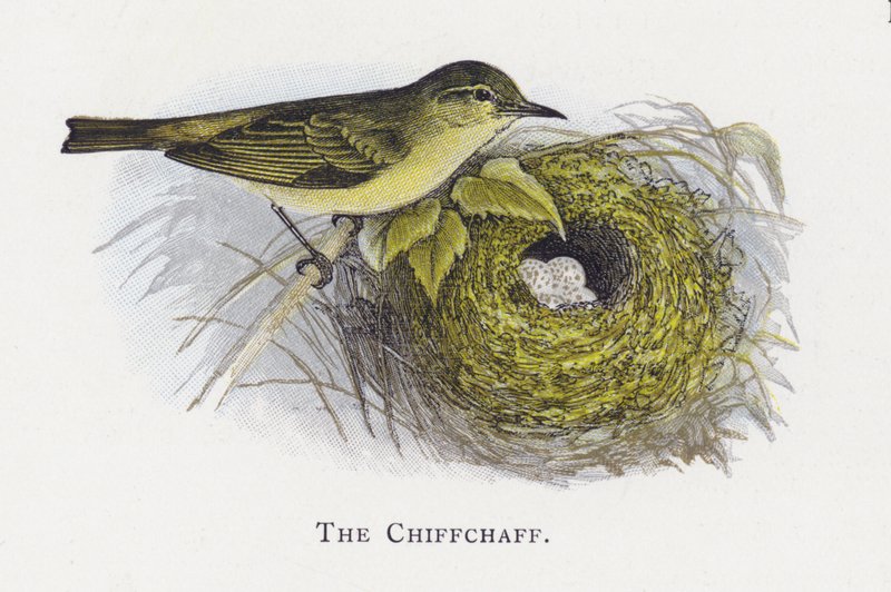 Chiffchaff 作者 亚历山大·弗朗西斯·莱登