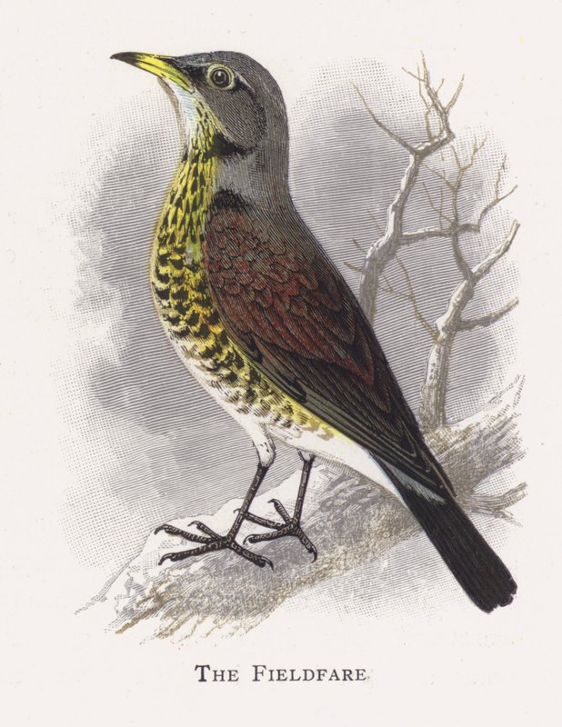 Fieldfare 作者 亚历山大·弗朗西斯·莱登