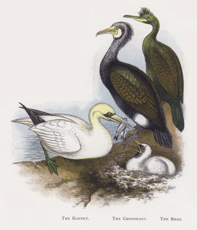 Gannet，The Cormorant，The Shag 作者 亚历山大·弗朗西斯·莱登