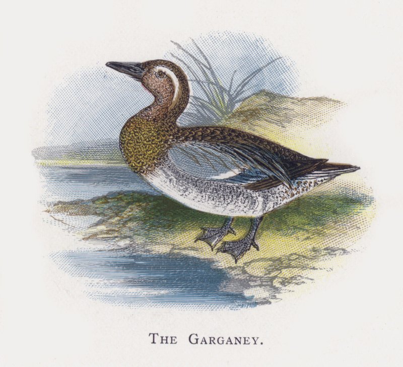Garganey 作者 亚历山大·弗朗西斯·莱登